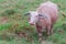 Thai albino buffalo in meadow