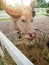 Thai albino water buffalo