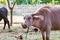 Thai albino water buffalo