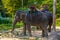 Thai asian asiatic elephant, Koh Phangan island, Suratthani, Tha