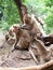 Thai asian wild monkey doing various activities