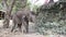 Thai Baby Elephant eating food