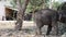 Thai Baby Elephant eating food