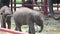 Thai baby elephat in Thailand