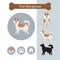 Thai Bangkaew Dog Breed Infographic