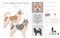 Thai Bangkaew dog clipart. All coat colors set.  All dog breeds characteristics infographic