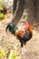 Thai Bantam Chicken, animal