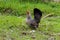 A Thai Bantam hen on the field.