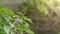 thai basil in garden.sweet basil.Ocimum basilicum.