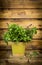 Thai Basil in pot on old wooden box