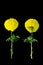 Thai beautiful yellow marigold. growing step. Isolated on Black background with clipping path. Sign of the Thailand\\\'s King Rama I