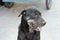 Thai black dog sitting on cement pathway in outdoor place with blurred wheels background