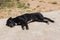 Thai black stray dog sleep
