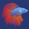 Thai Blue and Red Fighting Fish