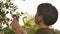 Thai boy using scissors cutting green branch in the garden, Child activities in garden.