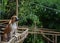 Thai brown dog sitting on a bamboo balcony