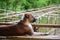 Thai brown dog sitting on a bamboo balcony