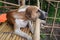 Thai brown dog sitting on a bamboo balcony