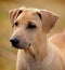 Thai brown Ridgeback Dog