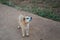 Thai brown white dog waiting for feed from its owner.