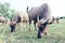 Thai buffalo close up and buffalo family