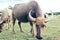 Thai buffalo close up and buffalo family