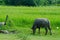 Thai buffalo countryside.