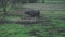 Thai buffalo are eating grass in a farm. Thailand.