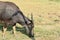 Thai buffalo feeding grass on field in Thailand upcountry