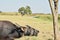 Thai buffalo feeding grass on field in Thailand upcountry