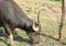 Thai buffalo feeding grass on field in Thailand upcountry