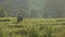 Thai buffalo grazing in a rice field.