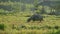 Thai buffalo grazing in a rice field.