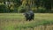 Thai buffalo grazing in a rice field.