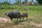 Thai Buffalo Mom and Young