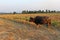 Thai buffalo in the rice field.