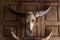 Thai Buffalo skulll on the wall of a wooden house