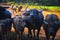 Thai Buffalo walk over the field go back home with sunset. Life\' Machine of Farmer.