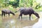 Thai Buffalo walk over the field go back home with waters and sunset