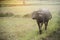 Thai buffalo walking at rice field.