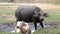 Thai buffalo and white buffalo are bathed in mud