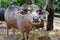 Thai buffaloes are tied to a wooden pole. The ground had straw for eating and sleeping.