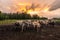 Thai Buffalos in the stable on sunset. water buffalos has standing in the stable