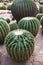 Thai cactuses plant - Golden Ball