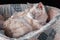 Thai cat is dormant after surgery in a postoperative bandage