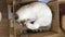 Thai cat is lying in a cardboard box and playing with a toy mouse