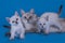 Thai cat and playful kittens on blue background