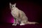Thai cat sitting on purple backgroound in studio. White Tabby cat looking at camera on violet background