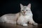 Thai cat sitting on wooden floor in the house. White Tabby cat resting on black background