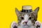 Thai cat smile weat hat on yellow isolated background for animal image